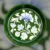 Green-White